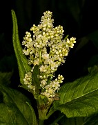 Polygonium phytolaccaefolium 16-1001